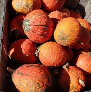 Meet your Posher, Joann